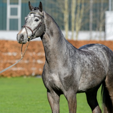 Cristallo 1 da Cornet Obolenksy stallone salto di Ludger Beerbaum della Equine Evolution