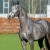 Cristallo da Cornet Obolenksy stallone salto di Ludger Beerbaum della Equine Evolution