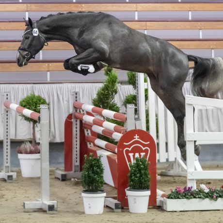 Cristallo 1 da Cornet Obolenksy stallone salto di Ludger Beerbaum della Equine Evolution