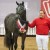 Cristallo da Cornet Obolenksy stallone salto di Ludger Beerbaum della Equine Evolution