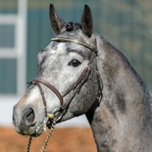 Cristallo da Cornet Obolenksy stallone salto di Ludger Beerbaum della Equine Evolution