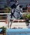 stallone Holstein Coupe de Coeur di Ludger Beerbaum Equine Evolution