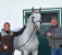 Cristallo da Cornet Obolenksy stallone salto di Ludger Beerbaum della Equine Evolution