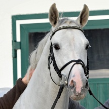 Cristallo da Cornet Obolenksy stallone salto di Ludger Beerbaum della Equine Evolution