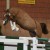 stallone da monta pony Equine Evolution