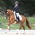 stallone da monta pony Equine Evolution