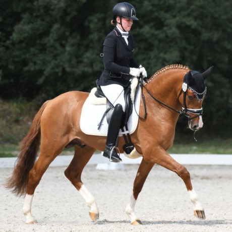 stallone da monta pony Equine Evolution
