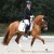 stallone da monta pony Equine Evolution