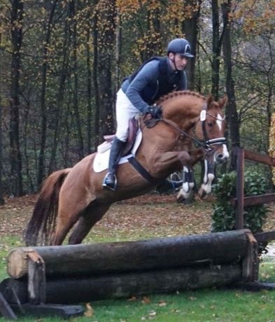 stallone da monta pony Equine Evolution