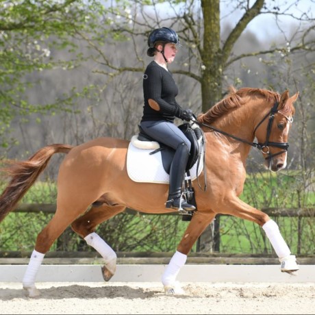 stallone da monta pony Equine Evolution