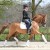 stallone da monta pony Equine Evolution