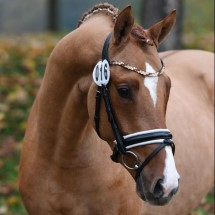 Day By Day stallone da monta pony Equine Evolution