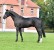 Diarado Diamant Semilly stallone da monta salto Hannover Equine Evolution