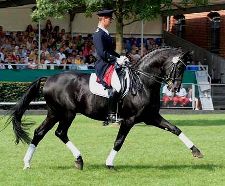 Don Frederico da Donnerhall stallone da monta dressage Hannover Equine Evolution