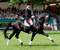 Don Frederico da Donnerhall stallone da monta dressage Hannover Equine Evolution