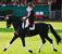 Don Frederico da Donnerhall stallone da monta dressage Hannover Equine Evolution