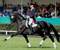Don Frederico da Donnerhall stallone da monta dressage Hannover Equine Evolution