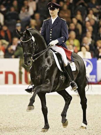 Don Frederico da Donnerhall stallone da monta dressage Hannover Equine Evolution