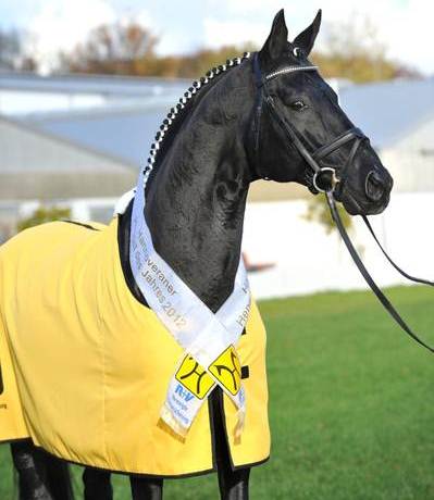 Don Frederico da Donnerhall stallone da monta dressage Hannover Equine Evolution