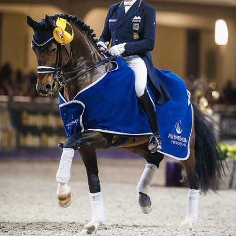 Escolar stallone dressage da monta Germania della Equine Evolution