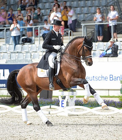 Escolar stallone dressage da monta Germania della Equine Evolution