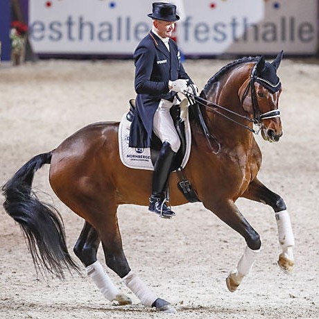 Escolar stallone dressage da monta Germania della Equine Evolution