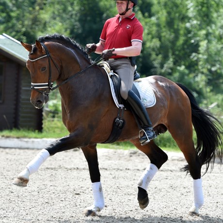 Escolar stallone dressage da monta Germania della Equine Evolution