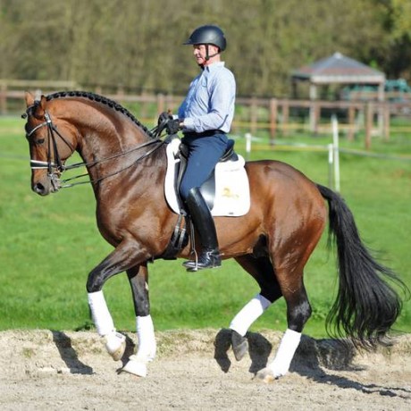 Escolar stallone dressage da monta Germania della Equine Evolution