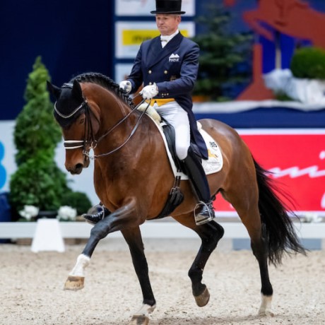 Escolar stallone dressage da monta Germania della Equine Evolution