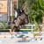 Forlee da Chacco Blue stallone salto ostacoli dalla Germania Equine Evolution