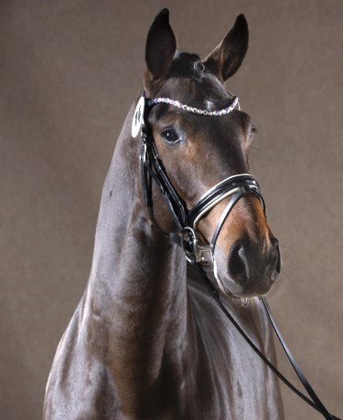 stallone Forlee da Chacco Blue Comme il Faut di Cornet Obolensky e For Pleasure Equine Evolution stalloni tedeschi