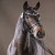 Forlee da Chacco Blue stallone salto ostacoli dalla Germania Equine Evolution