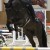 Forlee da Chacco Blue stallone salto ostacoli dalla Germania Equine Evolution