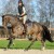 Forlee da Chacco Blue stallone salto ostacoli dalla Germania Equine Evolution