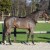 Forlee da Chacco Blue stallone salto ostacoli dalla Germania Equine Evolution