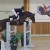 Forlee da Chacco Blue stallone salto ostacoli dalla Germania Equine Evolution
