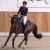 Forlee da Chacco Blue stallone salto ostacoli dalla Germania Equine Evolution