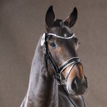 Forlee da Chacco Blue stallone salto ostacoli dalla Germania Equine Evolution