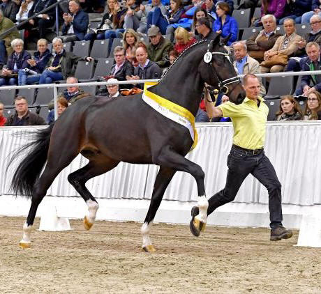 Friedrich der Grosse stallone da monta dressage Hannover da Donnerhall Equine Evolution