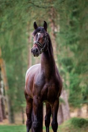 Friedrich der Grosse stallone da monta dressage Hannover da Donnerhall Equine Evolution
