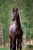 Friedrich der Grosse da Donnerhall stallone da monta dressage Equine Evolution