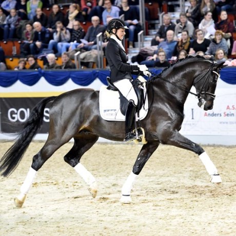 Goldberg stallone da monta dressage KWPN da Jazz Parzival della Equine Evolution
