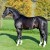 stallone dressage KWPN Goldberg da Jazz Equine Evolution