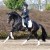 stallone dressage KWPN Goldberg da Jazz Equine Evolution
