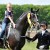 stallone dressage KWPN Goldberg da Jazz Equine Evolution