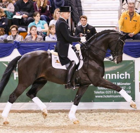 Goldberg stallone da monta dressage KWPN da Jazz Parzival della Equine Evolution