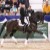 stallone dressage KWPN Goldberg da Jazz Equine Evolution