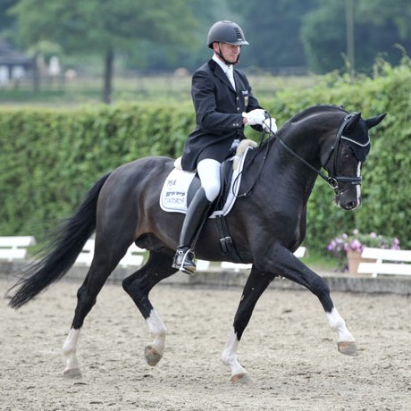 Goldberg stallone da monta dressage KWPN da Jazz Parzival della Equine Evolution