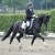stallone dressage KWPN Goldberg da Jazz Equine Evolution