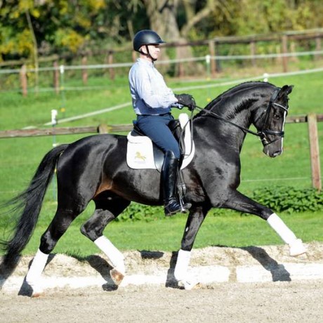 Goldberg stallone da monta dressage KWPN da Jazz Parzival della Equine Evolution